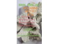 hot-sell-5cladba-adbb-sgt151-strong-original-eutylone-small-0