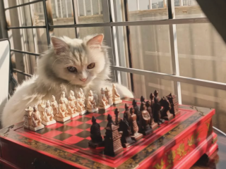 jango-cat