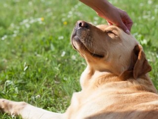 jack-the-dog-for-sale