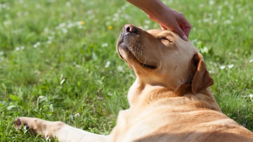 jack-the-dog-for-sale-big-0