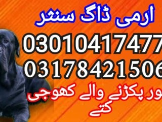 army-dog-center-03010417477