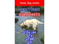 army-dog-center-03017735103-small-0