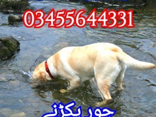 army-dog-center-03017735103