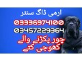 army-dog-center-03336974100-small-0