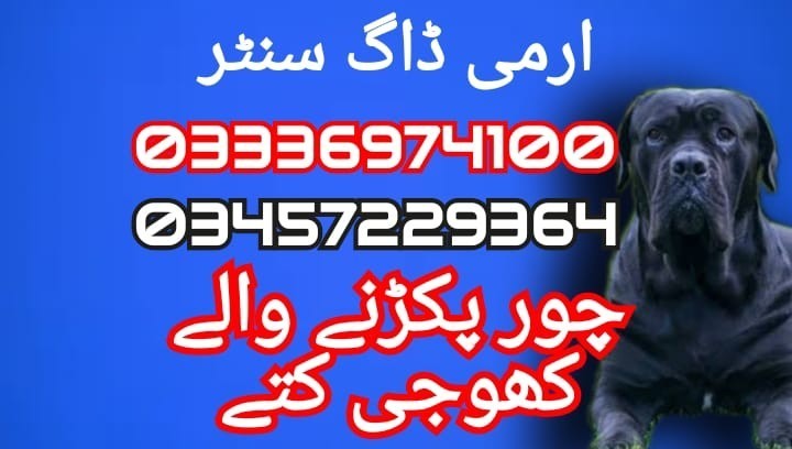 army-dog-center-03336974100-big-0