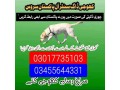 army-dog-center-03017735103-small-0