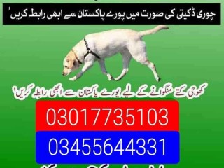 army-dog-center-03017735103