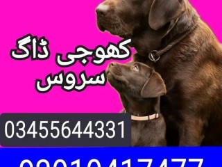 army-dog-center-03010417477