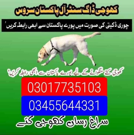 army-dog-centre-03017735103-big-0