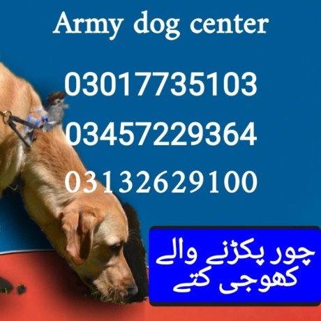 army-dog-center-03017735103-big-0