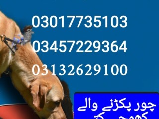 army-dog-center-03010417477