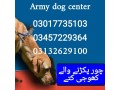 army-dog-center-03017735103-khoji-dog-small-0