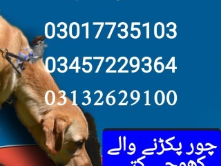 army-dog-center-03017735103-khoji-dog