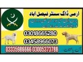 army-dog-center-faisalabad-03018665280-small-0