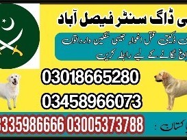 army-dog-center-faisalabad-03018665280