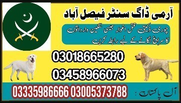 army-dog-center-faisalabad-03018665280-big-0