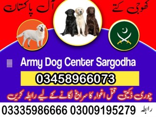 army-dog-center-sargodha-03009195279-khoji-dogs