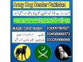 army-dog-center-mandi-bahauddin-03458966073-khoji-dogs-small-1
