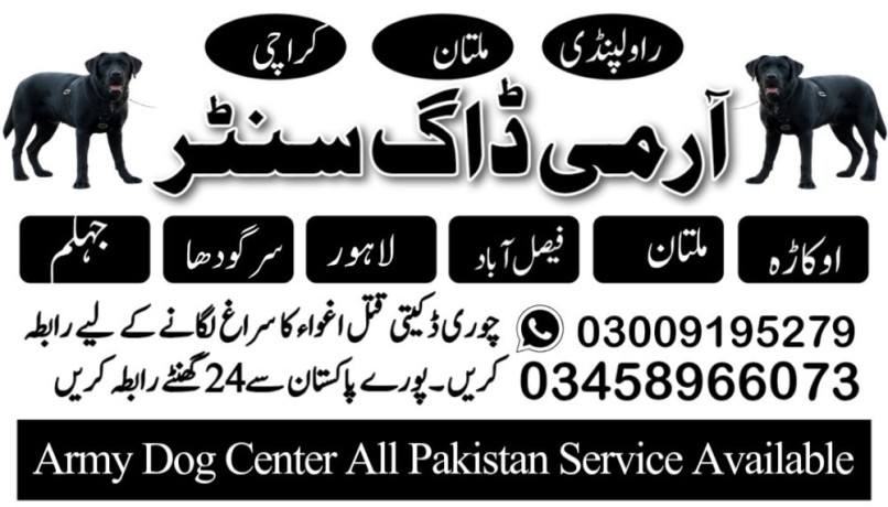 army-dog-center-mandi-bahauddin-03458966073-khoji-dogs-big-0
