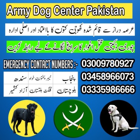 army-dog-center-mandi-bahauddin-03458966073-khoji-dogs-big-1