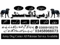 army-dog-center-sindh-03009195279-small-0