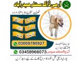 army-dog-center-sindh-03009195279-small-2