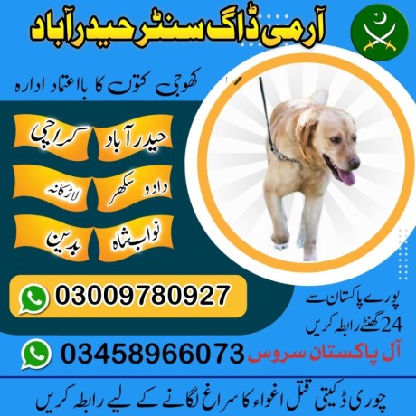 army-dog-center-sindh-03009195279-big-3