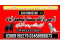 army-dog-center-03009195279-small-1