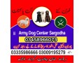 army-dog-center-03009195279-small-3