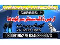 army-dog-center-03009195279-small-2