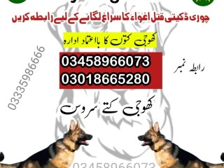 army-dog-center-03009195279