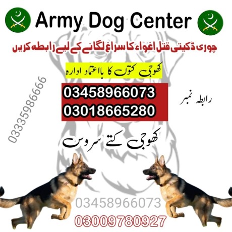 army-dog-center-03009195279-big-0