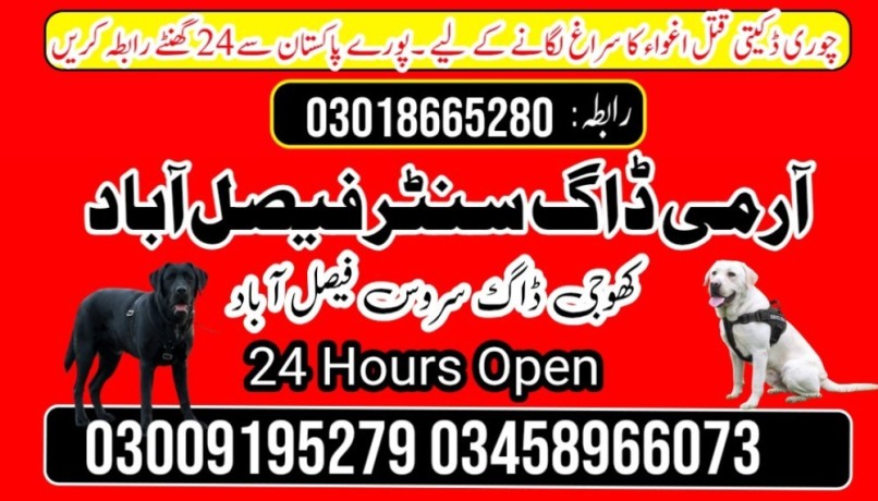 army-dog-center-03009195279-big-1