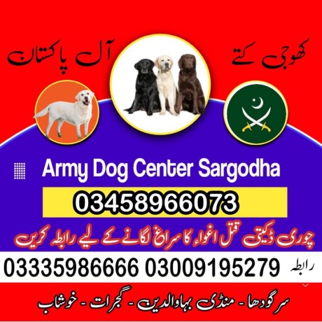 army-dog-center-03009195279-big-3