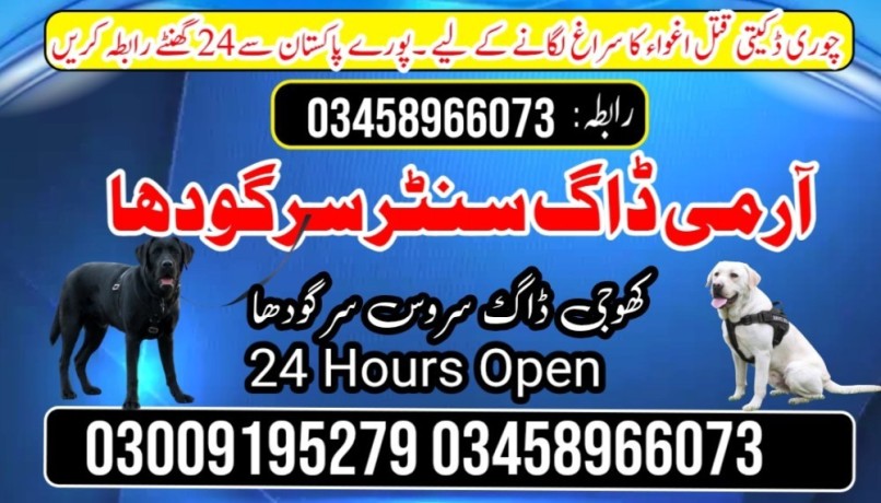 army-dog-center-03009195279-big-2