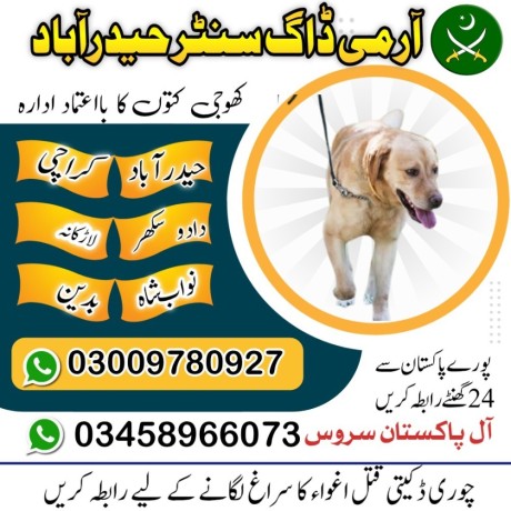 army-dog-center-03009195279-big-4