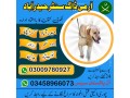 army-dog-center-ghotki-03458966073-khoji-dogs-small-1