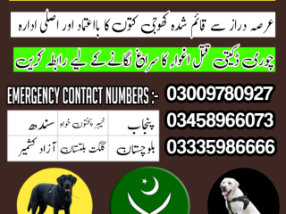army-dog-center-rawalpindi-03009195279