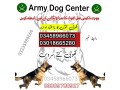 army-dog-center-nawab-shah-03458966073-small-2