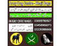army-dog-center-nawab-shah-03458966073-small-1