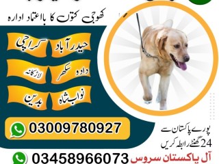 army-dog-center-nawab-shah-03458966073