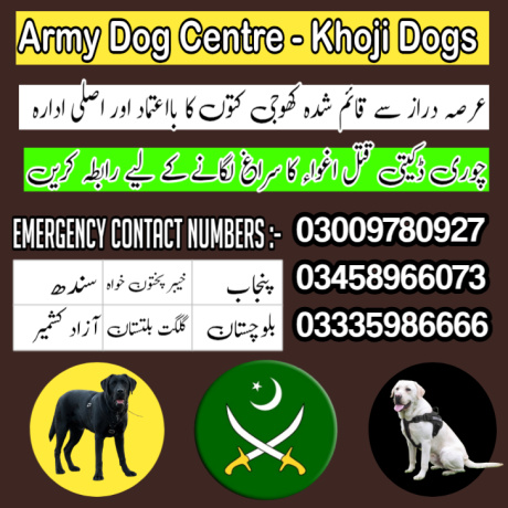 army-dog-center-wah-cantt-taxila-03009195279-big-1