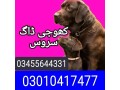 army-dog-center-03010417477-small-0
