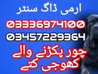 army-dog-center-03457229364