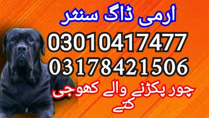 army-dog-center-03010417477-big-0