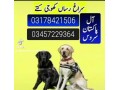 army-dog-center-punjab-03457229364-small-0