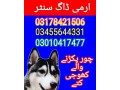 army-dog-center-kpk-03178421506-small-0
