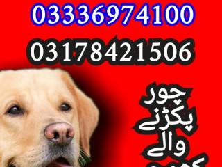army-dog-center-balochistan-03336974100