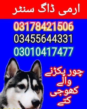 army-dog-center-pakistan-03455644331-big-0