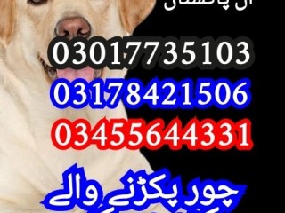 army-dog-center-03017735103